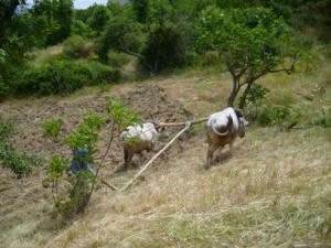 حرث الأراضي على الطريقة التقليدية بضواحي قرية  ثاكلياث  (بلدية  دراع قبيلة) 4