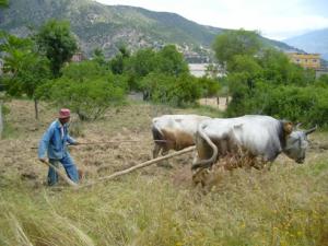 حرث الأراضي على الطريقة التقليدية بضواحي قرية  ثاكلياث  (بلدية  دراع قبيلة) 5