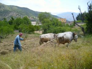 حرث الأراضي على الطريقة التقليدية بضواحي قرية  ثاكلياث  (بلدية  دراع قبيلة) 6