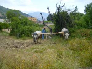 حرث الأراضي على الطريقة التقليدية بضواحي قرية  ثاكلياث  (بلدية  دراع قبيلة) 8