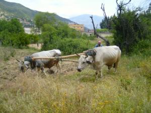 حرث الأراضي على الطريقة التقليدية بضواحي قرية  ثاكلياث  (بلدية  دراع قبيلة) 11