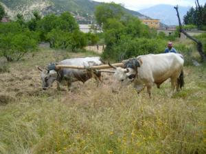 حرث الأراضي على الطريقة التقليدية بضواحي قرية  ثاكلياث  (بلدية  دراع قبيلة) 12