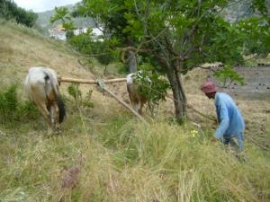 حرث الأراضي على الطريقة التقليدية بضواحي قرية  ثاكلياث  (بلدية  دراع قبيلة) 13