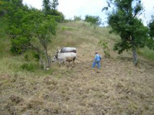 حرث الأراضي على الطريقة التقليدية بضواحي قرية  ثاكلياث  (بلدية  دراع قبيلة) 14