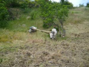 حرث الأراضي على الطريقة التقليدية بضواحي قرية  ثاكلياث  (بلدية  دراع قبيلة) 15