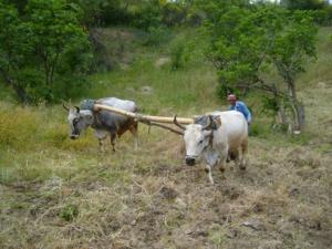 حرث الأراضي على الطريقة التقليدية بضواحي قرية  ثاكلياث  (بلدية  دراع قبيلة) 17