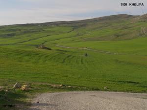 منظر للحقول الخضراء ببلدية سيدي خليفة