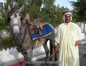 ركوب الخيل بولاية سطيف