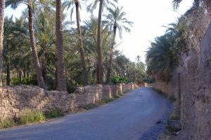 واحات النخيل لمدينة بسكرة