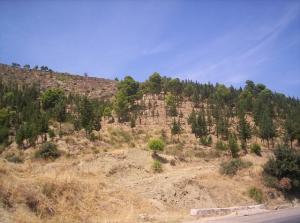 منظر من ضواحي بلدية  ثنية الحد  بولاية تيسمسيلت