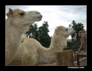 جمال حديقة الحيوانات لمدينة تلمسان