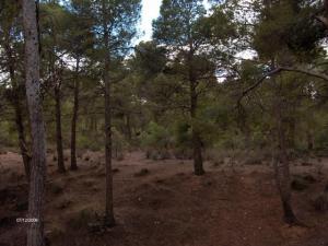 غابات  باينم  ببلدية بوزريعة  1