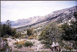 غابات بلدية  اينوغيسن  بولاية باتنة