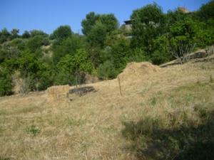 تحضير كومات التبن بعد الحصاد