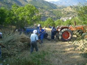 تحضير كومات التبن بعد الحصاد (2)