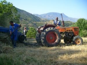 تحضير كومات التبن بعد الحصاد(3)