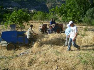 تحضير كومات التبن بعد الحصاد (13)