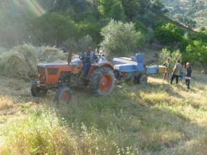 عملية تحضير كومات التبن بعد الحصاد (4)