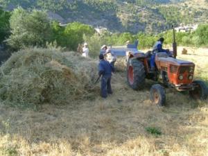عملية تحضير كومات التبن بعد الحصاد (6)