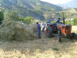 عملية تحضير كومات التبن بعد الحصاد (7)