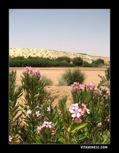 منظر طبيعي بواد  رشاڨ  قرب قرية  عرباوت