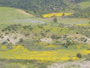 منظر طبيعي بضواحي بلدية دراع قبيلة3