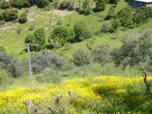 منظر طبيعي بضواحي بلدية دراع قبيلة8