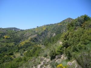 منظر من ضواحي 