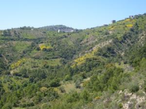 منظر من ضواحي 