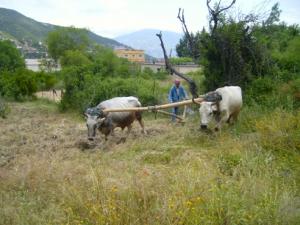 حرث الأراضي على الطريقة التقليدية بضواحي قرية 