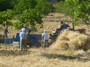 تحضير كومات التبن بعد الحصاد (8)
