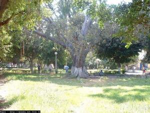 حديقة وسط المدينة (عنابة)