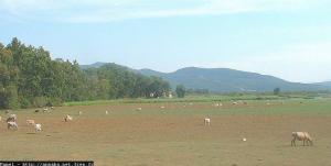 تربية الماشية بضواحي  وادي طونڨة  (بلدية القالة)