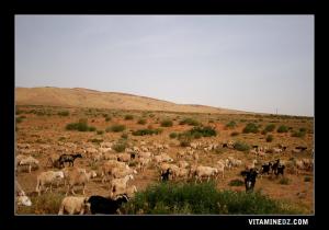 تربية الماشية بضواحي  بلدية  عسلة