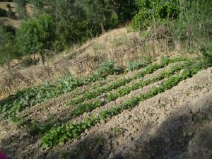 الفلاحة على الجبال