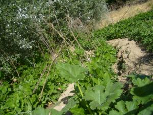 الفلاحة على الجبال (3)