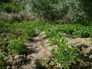 الفلاحة في أعالي الجبال (4)