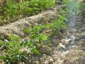 الفلاحة في أعالي الجبال (6)