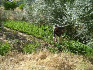 الفلاحة في أعالي الجبال  (7)