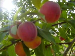 الفلاحة في أعالي الجبال (9)