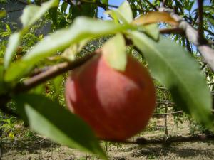 الفلاحة في أعالي الجبال (15)