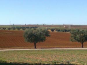 Champs agricoles à Hassi Zahana