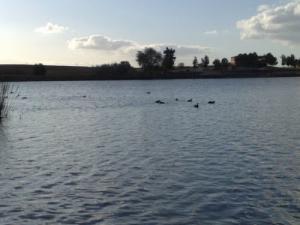 Banc de Canard au Lac de Sidi Mohamed Ben Ali