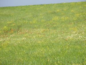 Coquelicots et Moutarde poussant au bord du Lac de Sidi Mohamed Ben Ali