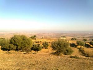 Le Mont Tessala en été