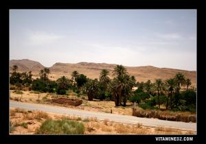 واحة نخيل بمنطقة  عرباوت التحتاني