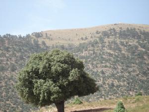 صورة من جبل إشمول بولاية باتنة