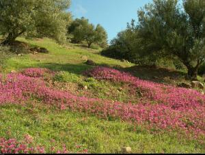 منظر طبيعي بمنطقة  طالة واڨمون  (بلدية إغرام)