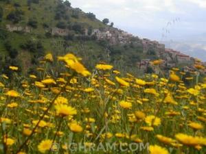 حقول الأزهار المجاورة لقرية  المشطة  (ولاية بجاية)