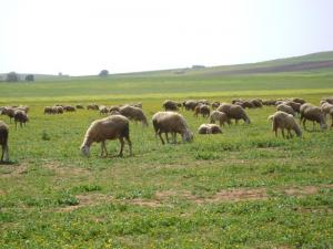 Elevage de Moutons à la campagne de Zerouala